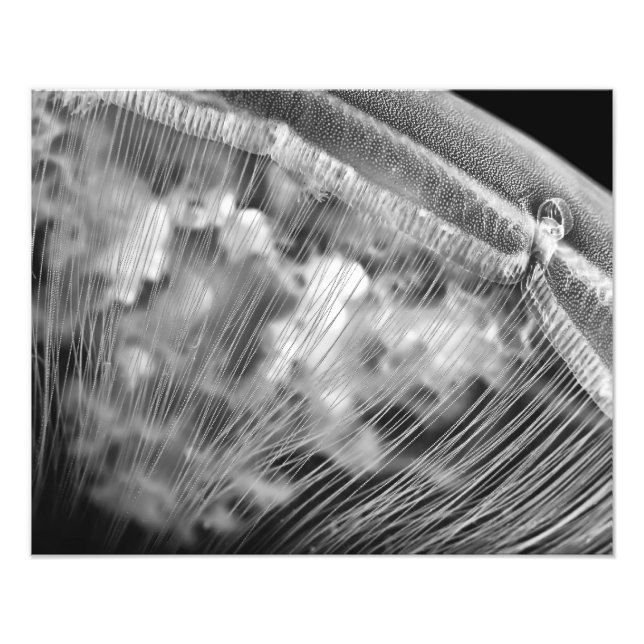 Colas de la luna - Ampliación de la foto (Frente)