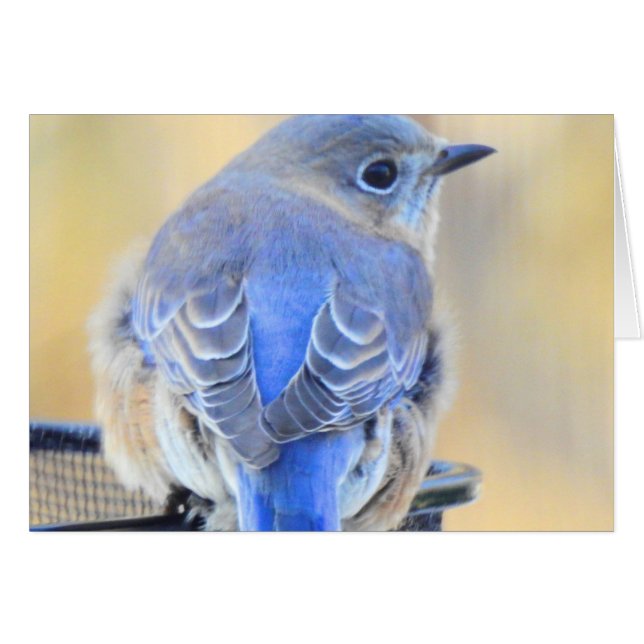 Cold Bluebird en NH (Anverso (Horizontal))