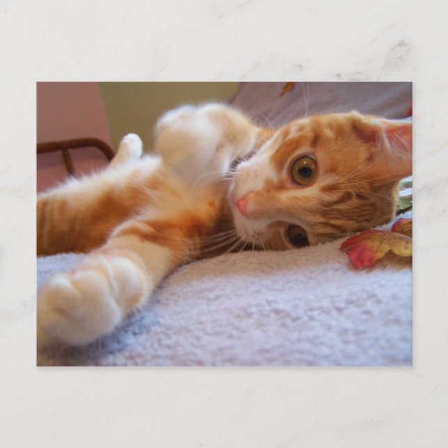 Cole es una postal tonta (Anverso)