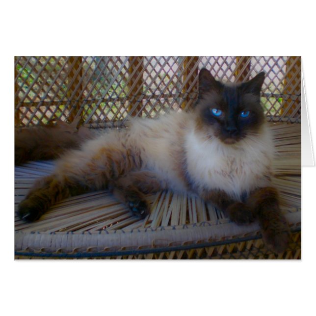 Colección Blue Eyes Kitty (Anverso (Horizontal))