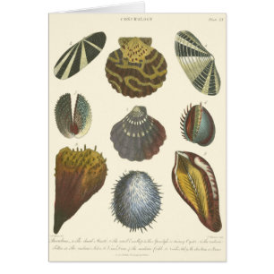 Colección Conchology