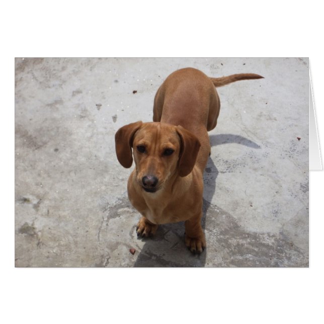 Colección Cute Dachshund (Anverso (Horizontal))