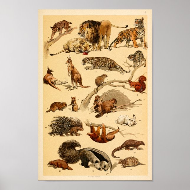 Colección de animales salvajes Impresión de conejo (Frente)