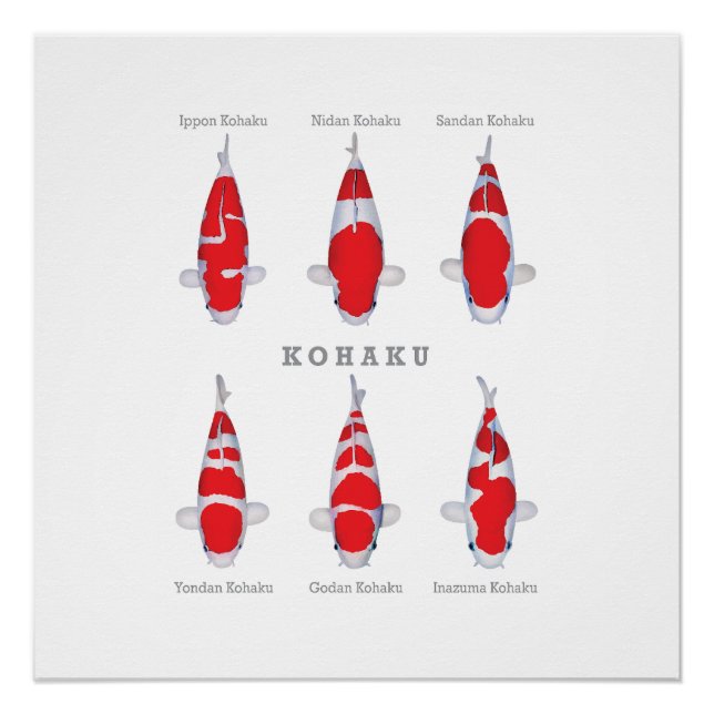 Colección de carpas de Kohaku, Poster brillante (Anverso)