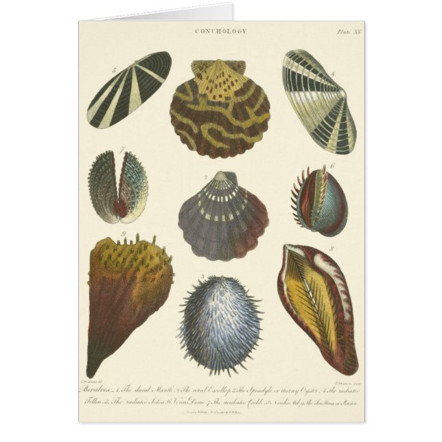 Colección de Conchología (Frente)