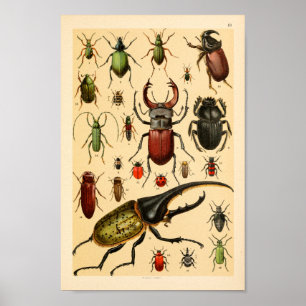 Colección de escarabajos Insectos Imprimir arte
