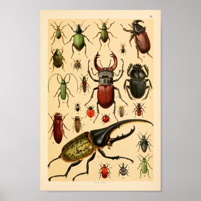 Colección de escarabajos Insectos Imprimir arte (Frente)