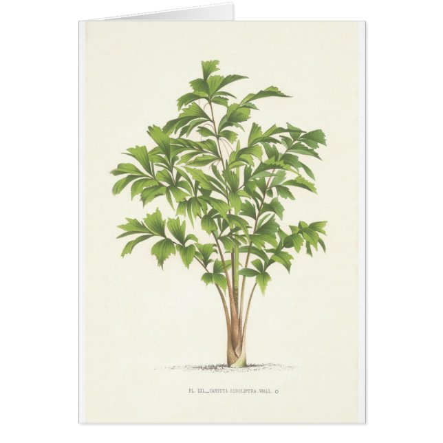 Colección de la palma - dibujo I (Frente)