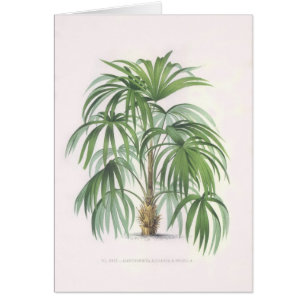 Colección de los dibujos de la palma