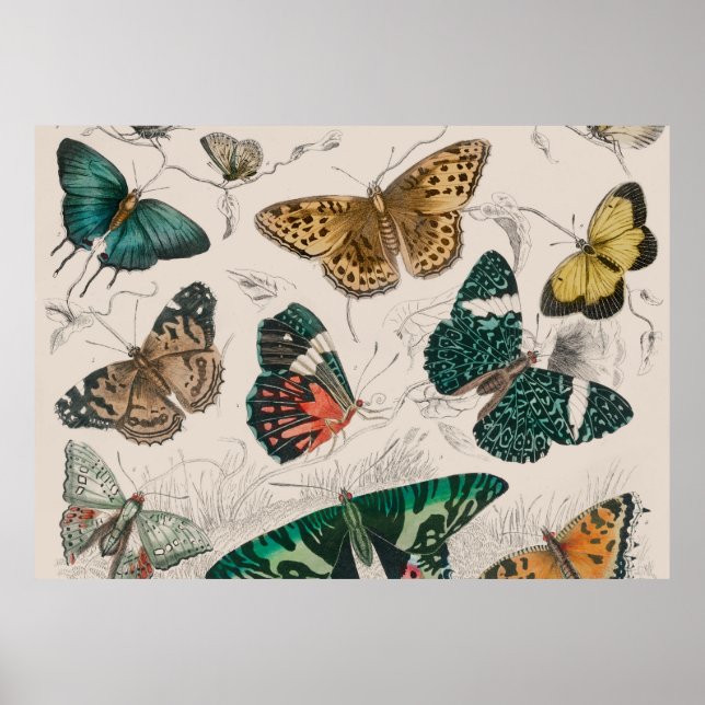 colección de mariposa manteca de arte acuarela ant (Frente)