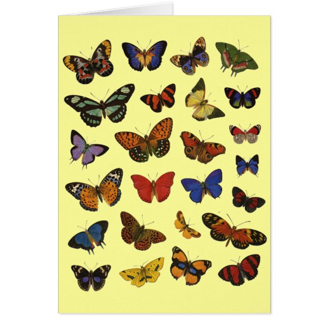 Colección de mariposas (Frente)