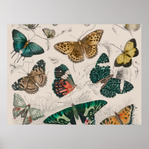 colección de mariposas arte de acuarela antigua ma