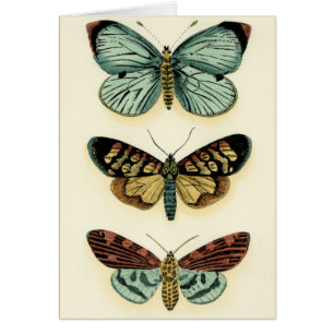 Colección de mariposas por Chariklia Zarris