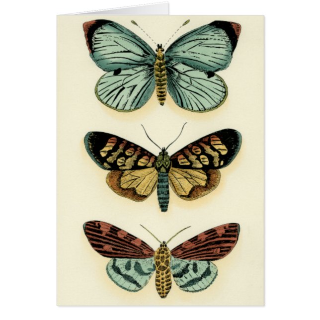 Colección de mariposas por Chariklia Zarris (Frente)