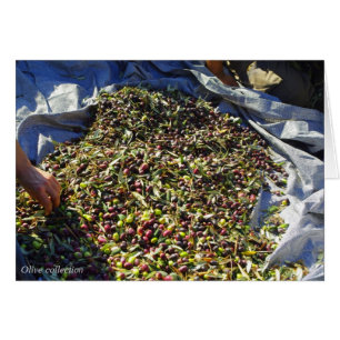 Colección de olivos