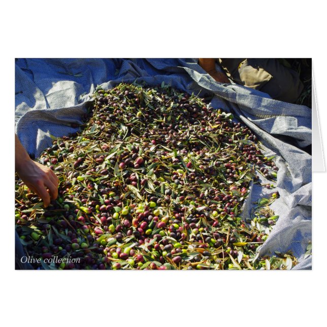 Colección de olivos (Anverso (Horizontal))