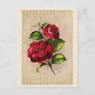 Colección de vintage de postales - Vol.3 - Postcar