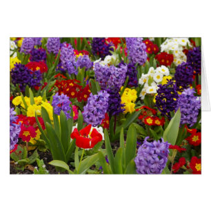 Colección del arco iris