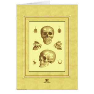 "Colección del cráneo "