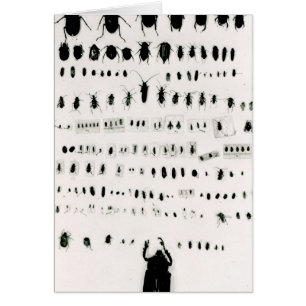 Colección del insecto de Darwin