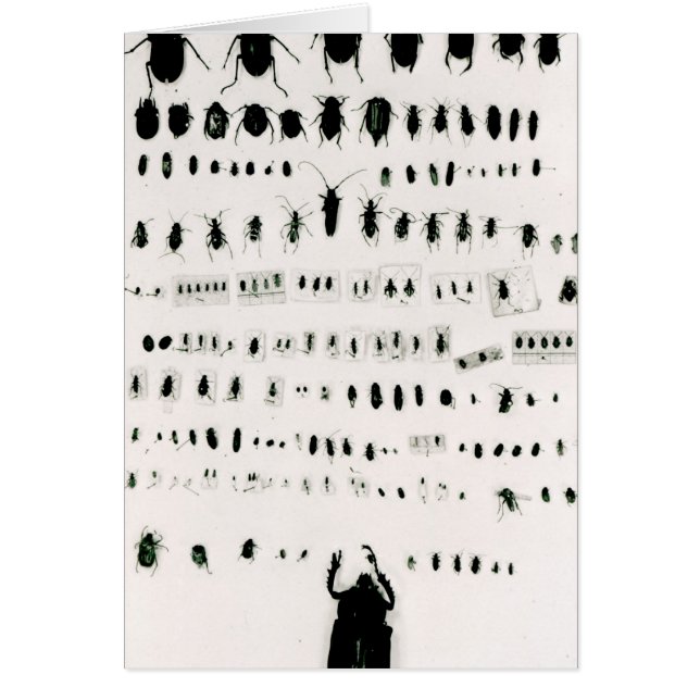 Colección del insecto de Darwin (Frente)