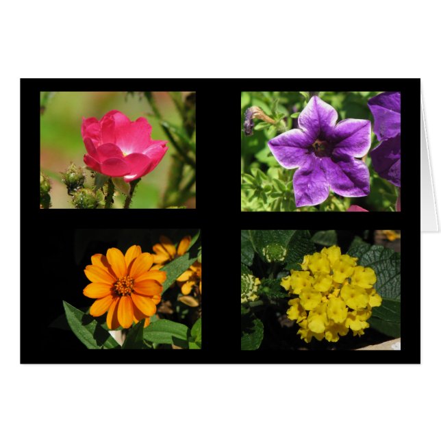 Colección Flores de bonito (Anverso (Horizontal))