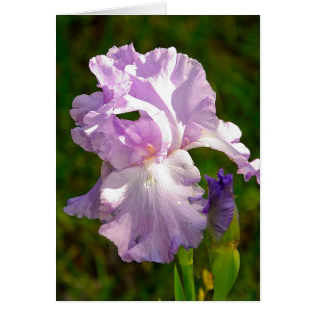 Colección "Iris en la mañana" (Frente)