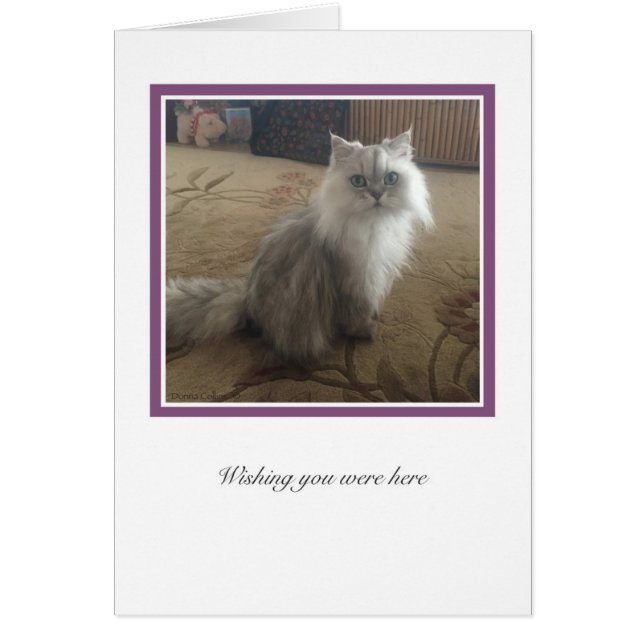 Colección KiKi # 1 (Frente)