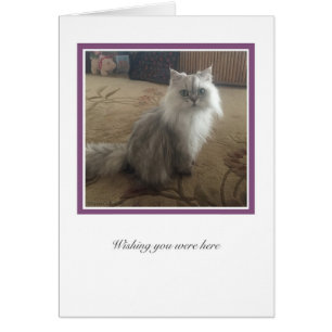 Colección KiKi Nº 1