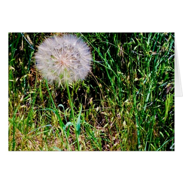 Colección "Make a Wish" (Anverso (Horizontal))