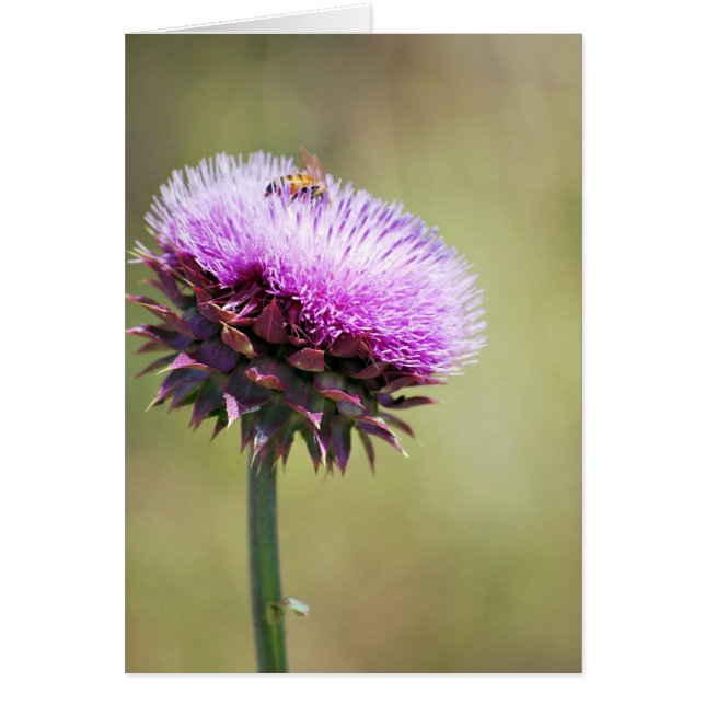Colección "Thistle with Bee" (Frente)