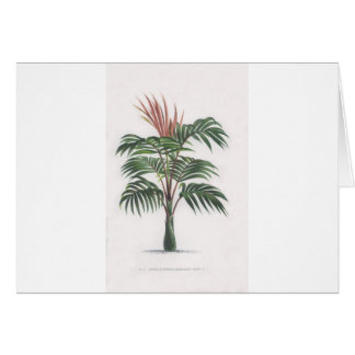 colección tropical de la palmera - V de dibujo