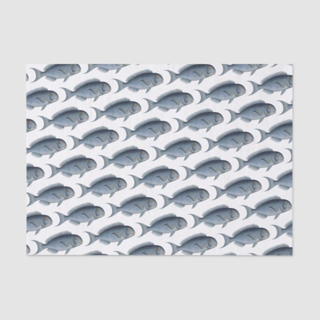 Colegio de Papel Tejido de Peces Azules (Anverso)