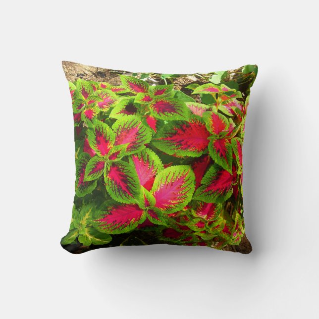 Coleus verde rosa almohada tropical (Anverso)