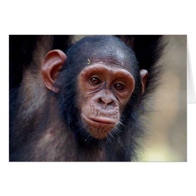 Colgando alrededor (Anverso (Horizontal))