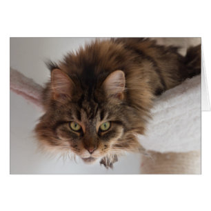Colgar fuera - Tarjeta de gato Maine Coon