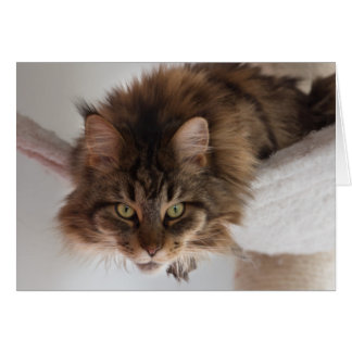 Colgar fuera - Tarjeta de gato Maine Coon