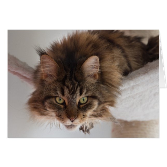 Colgar fuera - Tarjeta de gato Maine Coon (Anverso (Horizontal))
