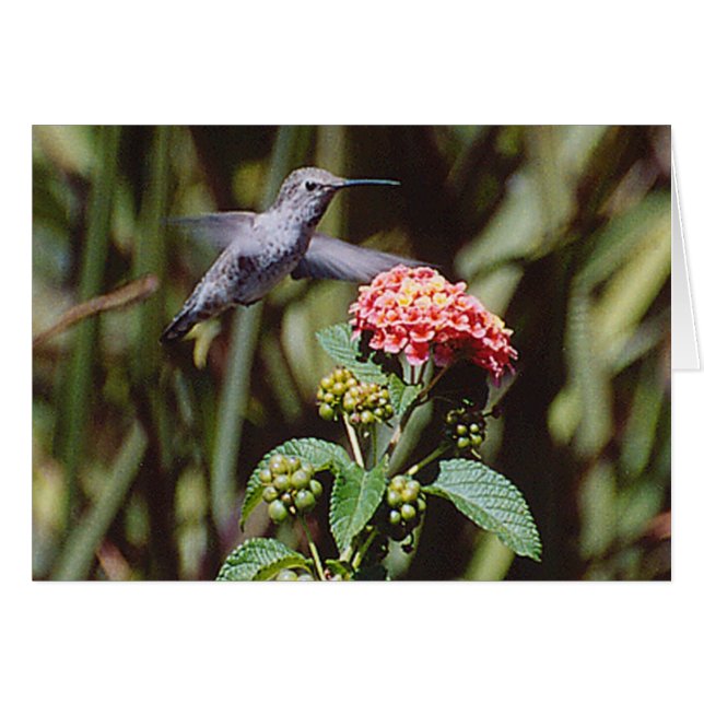 Colibrí (Anverso (Horizontal))