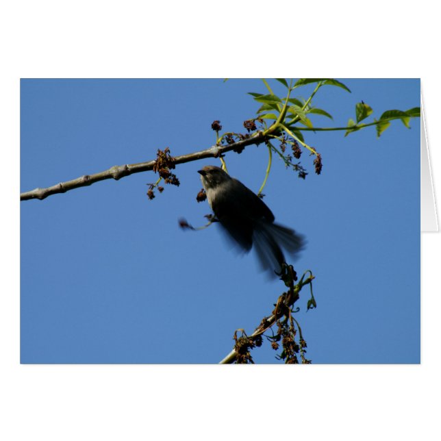 Colibrí (Anverso (Horizontal))