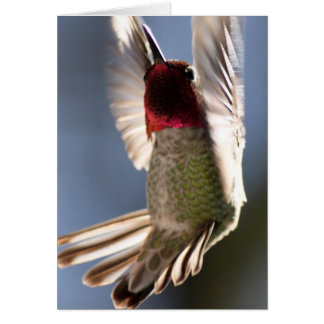 Colibrí