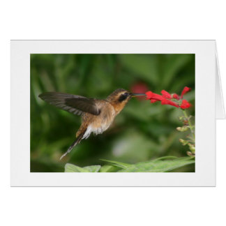 Colibrí