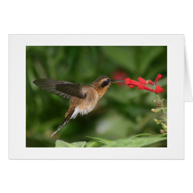 Colibrí (Anverso (Horizontal))