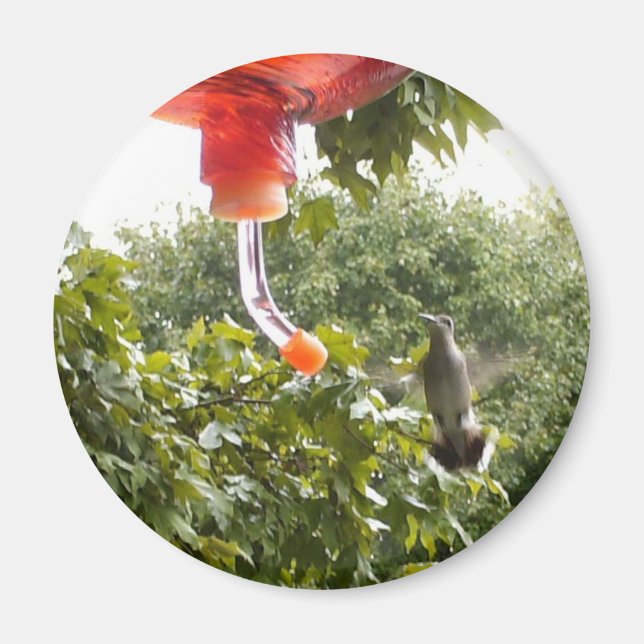 Colibrí 2, imán (Frente)