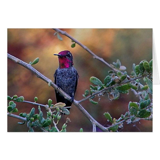 Colibrí al atardecer (Anverso (Horizontal))