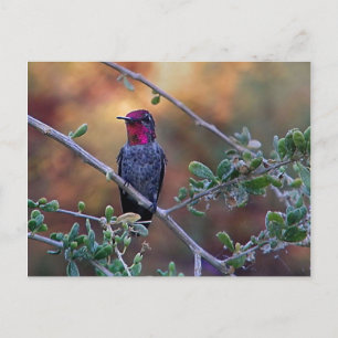 Colibrí al atardecer postal