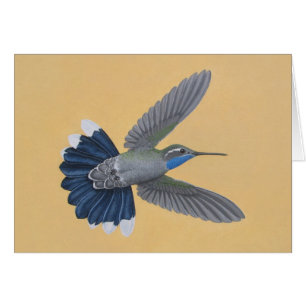colibrí Azul-throated
