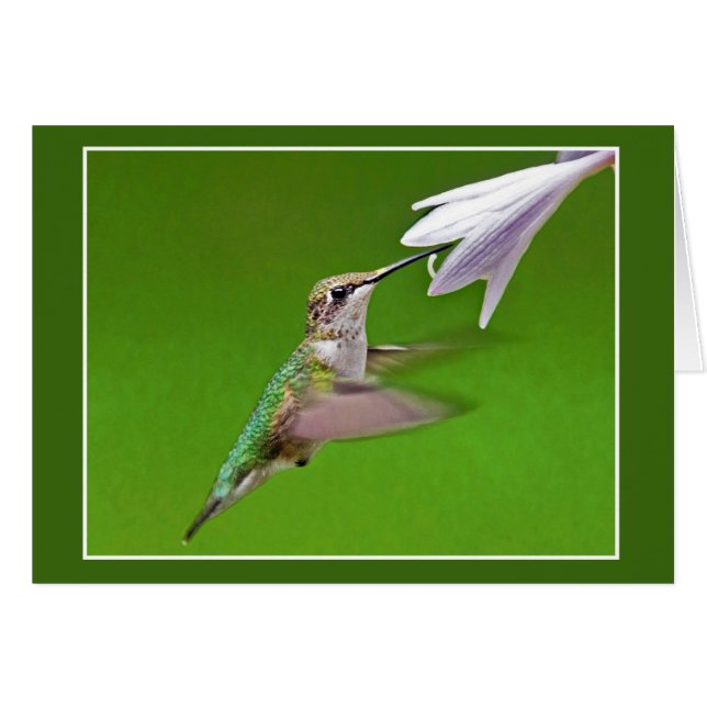 Colibrí Con Hiacinato De Verano (Anverso (Horizontal))