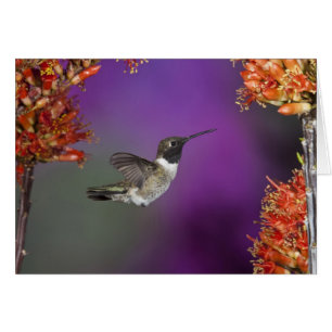 Colibrí de barbilla negra, Archilochus alexandri,