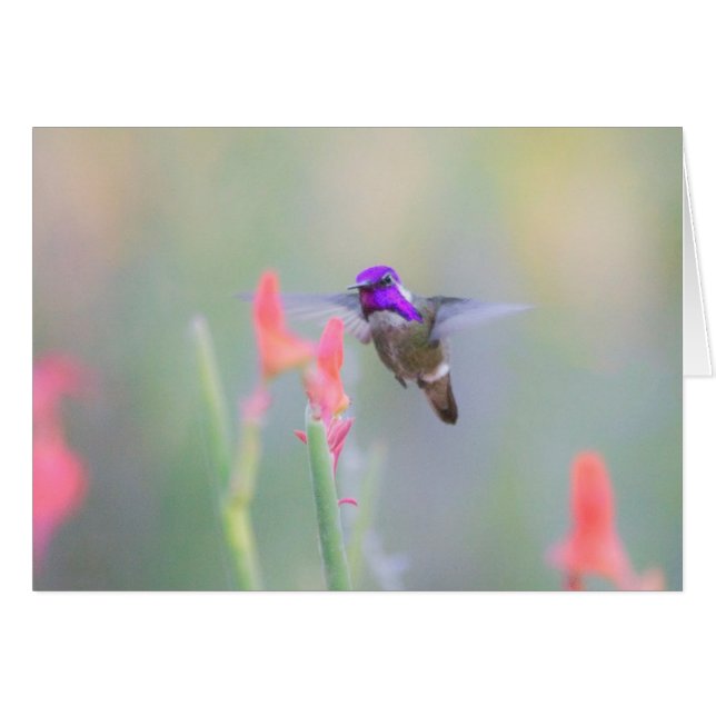 Colibrí de Costa en aproximación (Anverso (Horizontal))